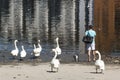 Young man and his dog among swans