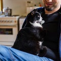 Young man holding a cat Royalty Free Stock Photo