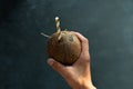 young man holding coconut with a straw and drinking, close up Royalty Free Stock Photo