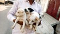 Young man holding in hands four puppies dogs