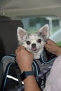 Dog Peeks Head From Carrier Royalty Free Stock Photo