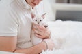 a young man holds a small white kitten and petting him. nevsky masquerade cat. Royalty Free Stock Photo
