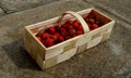 A young man holds in a wicker basket fresh strawberries he has picked. the son chooses the best most attractive fruits. Growing fr