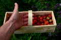 A young man holds in a wicker basket fresh strawberries he has picked. the son chooses the best most attractive fruits. Growing fr