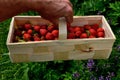 A young man holds in a wicker basket fresh strawberries he has picked. the son chooses the best most attractive fruits. Growing fr