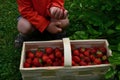 A young man holds in a wicker basket fresh strawberries he has picked. the son chooses the best most attractive fruits. Growing fr