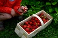 A young man holds in a wicker basket fresh strawberries he has picked. the son chooses the best most attractive fruits. Growing fr