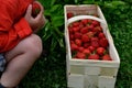 A young man holds in a wicker basket fresh strawberries he has picked. the son chooses the best most attractive fruits. Growing fr