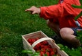 A young man holds in a wicker basket fresh strawberries he has picked. the son chooses the best most attractive fruits. Growing fr