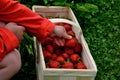 A young man holds in a wicker basket fresh strawberries he has picked. the son chooses the best most attractive fruits. Growing fr