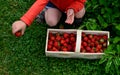 A young man holds in a wicker basket fresh strawberries he has picked. the son chooses the best most attractive fruits. Growing fr