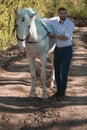 Young man with horse. Autumn outdoors scene Royalty Free Stock Photo