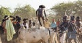 Young man jumps of the bulls. Turmi, Omo Valley, Ethiopia.