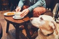 Curious dog in the cafe Royalty Free Stock Photo