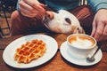 Curious dog in the cafe Royalty Free Stock Photo