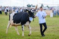 Young man leading cow in paddock