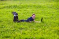 Young man lies on green grass with laptop and working Royalty Free Stock Photo