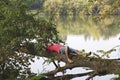 young man lies on a tree and relaxes Royalty Free Stock Photo