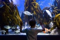 Young man looking at fish and algae Royalty Free Stock Photo