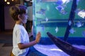 Young man looking at fish in a tank Royalty Free Stock Photo