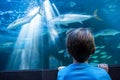 Young man looking at fish in a tank Royalty Free Stock Photo