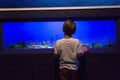 Young man looking at fish tank Royalty Free Stock Photo