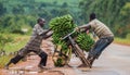 The young man is lucky by bicycle on the road a big linking of bananas to sell on the market. Royalty Free Stock Photo