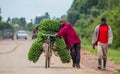 The young man is lucky by bicycle on the road a big linking of bananas to sell on the market.