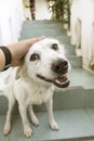 Young man peting his dog by touching its head with happy face on Royalty Free Stock Photo