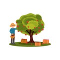 Young man picking apples in basket. Farmer working in garden. Fruit tree. Wooden boxes with harvest. Flat vector design