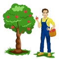 Young man picking apples in an orchard Royalty Free Stock Photo