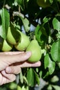 Young man picking a pear from the tree