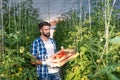 Young man picking up tomato in his greenhouse as he turned to healthy agricultural farming new business of growth natural vegetabl Royalty Free Stock Photo