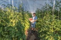 Young man picking up tomato in his greenhouse as he turned to healthy agricultural farming new business of growth natural vegetabl Royalty Free Stock Photo