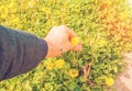 Young man picks flowers on flower meadow for his girlfriend at sunset rays light, relationship love couple Royalty Free Stock Photo