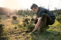 Young man plant a small tree in the garden. Small plantation for a christmas tree. Picea pungens and Abies nordmanniana. Spruce an