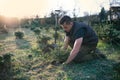 Young man plant a small tree in the garden. Small plantation for a christmas tree. Picea pungens and Abies nordmanniana. Spruce an