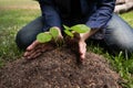 The young man is planting the tree to preserve environment Royalty Free Stock Photo