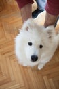 Man play with his puppy Samoyed indoor