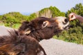 Young man playing and feed wild donkey, Cyprus, Karpaz National Park Wild Donkey Protection Area. Royalty Free Stock Photo