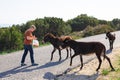 Young man playing and feed wild donkey, Cyprus, Karpaz National Park Wild Donkey Protection Area. Royalty Free Stock Photo