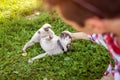 Young man playing with pug dog sitting on grass. Happy puppy having fun with master Royalty Free Stock Photo