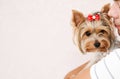 Young man playing with puppy yorkshire terrier Royalty Free Stock Photo