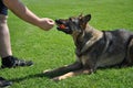 Young man plays with his dog Royalty Free Stock Photo