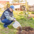 A young man pours a freshly planted apple seedling from a bucket. Royalty Free Stock Photo