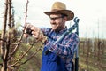 Young man pruning branches of fruit tree in springtime Royalty Free Stock Photo