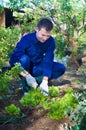 Young man raking soil near salad Royalty Free Stock Photo