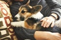 Young man resting with his pet at home on couch, spending time together, cute Welsh Corgi puppy.