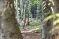 A young man rides a bicycle through a forest. Photo through trees.