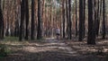 Young man rides a bike on the road through the forest. Narrow focus.